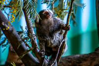 Tasmania Zoo