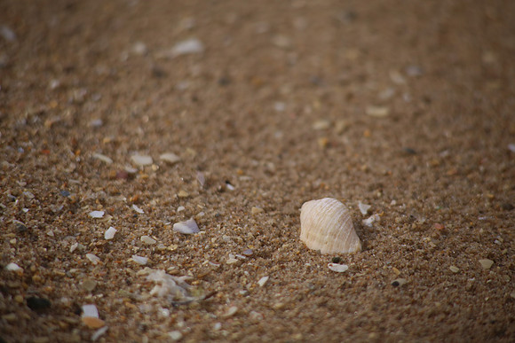 Shells on the Beach