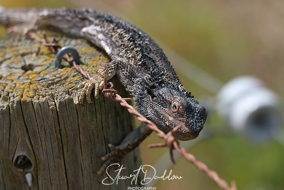 Fencing Lizard 2
