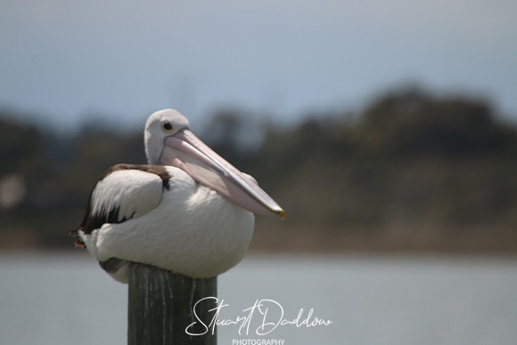 Pelican on a Post