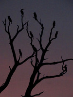 Birds of a Purple Haze