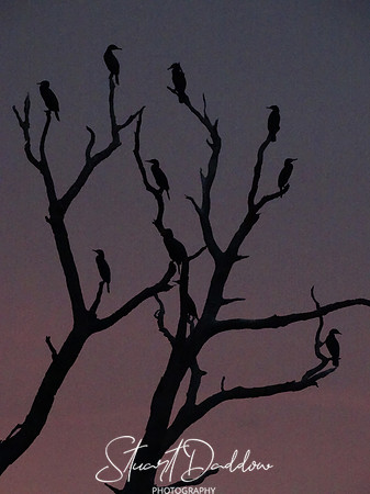 Birds of a Purple Haze