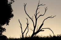 Just as the Evening Sun Disappears