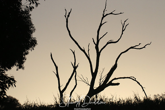 Just as the Evening Sun Disappears