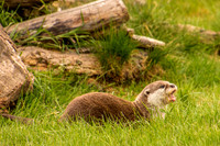 Scottish Deer Centre