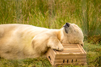 Highlands Wildlife Park