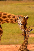 Zoos