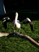 Adelaide, (South Australia)