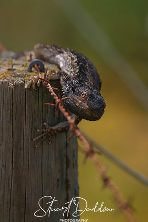 Fencing Lizard 1